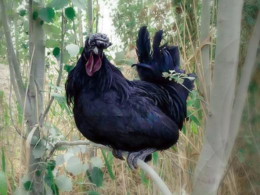 黑鸡宣传推广视频