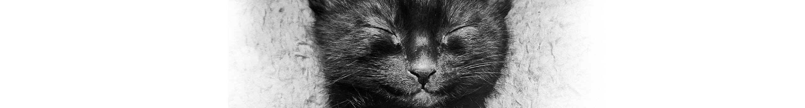 有兔牙的猫的个人主页（封面预览） - 主页封面设置 - 站酷设计师有兔牙的猫原创素材 - 站酷ZCOOL