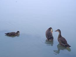 揚(yáng)州瘦西湖