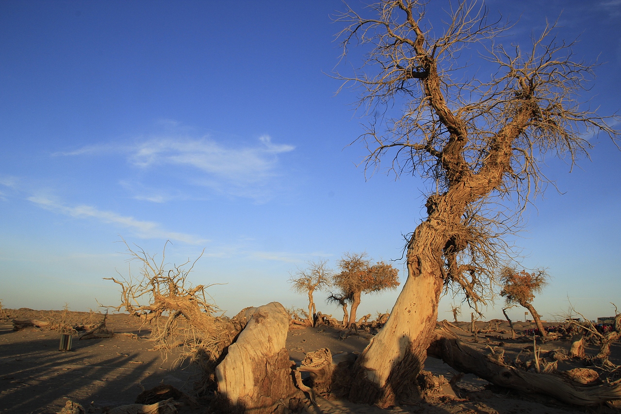 内蒙古额济纳旗