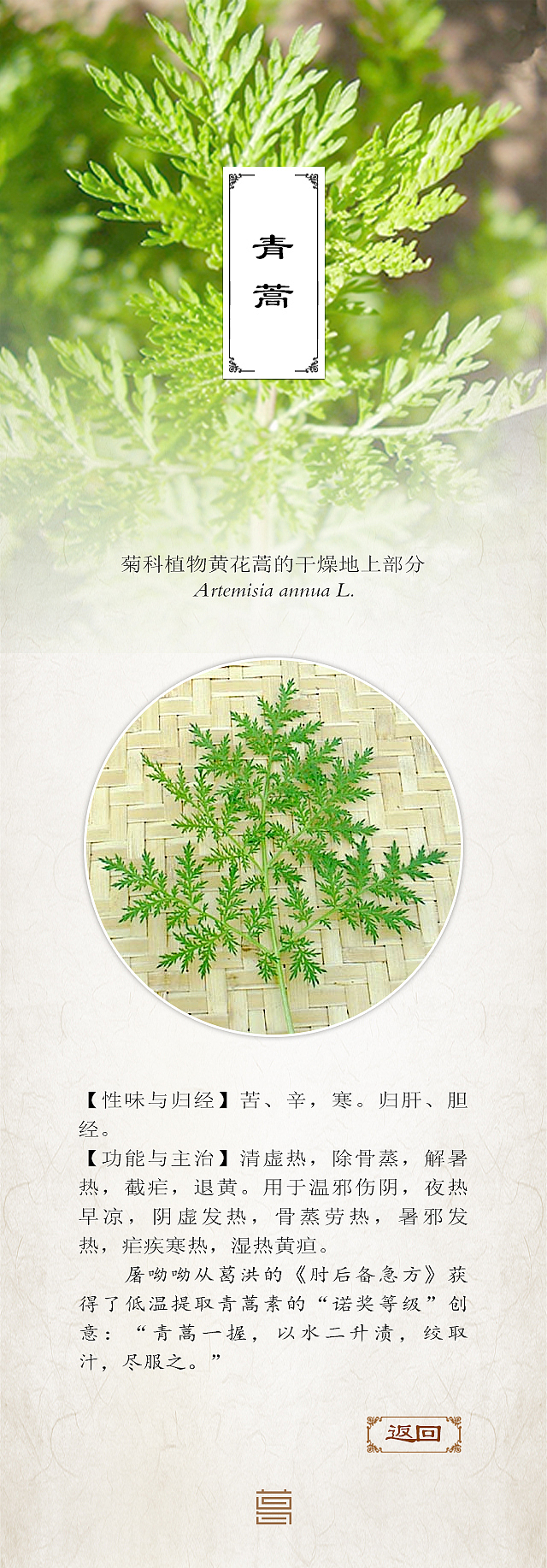 草药介绍（图ZODAwMDMxNjA=） - 其他平面 - 站酷设计师katsura桂原创素材 - 站酷ZCOOL