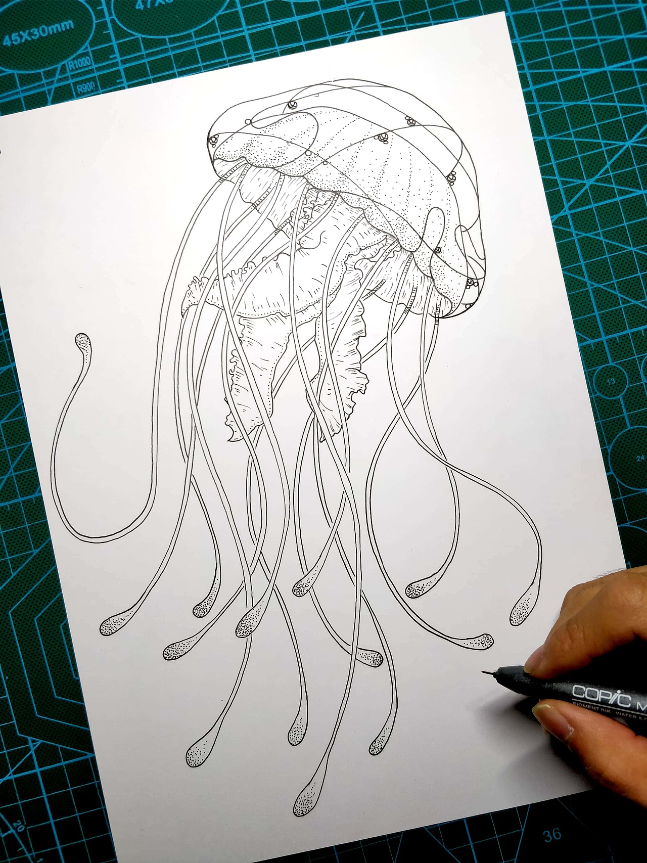 一组黑白水母插画