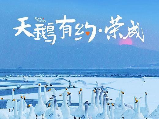 荣成文旅局-天鹅有约1荣成