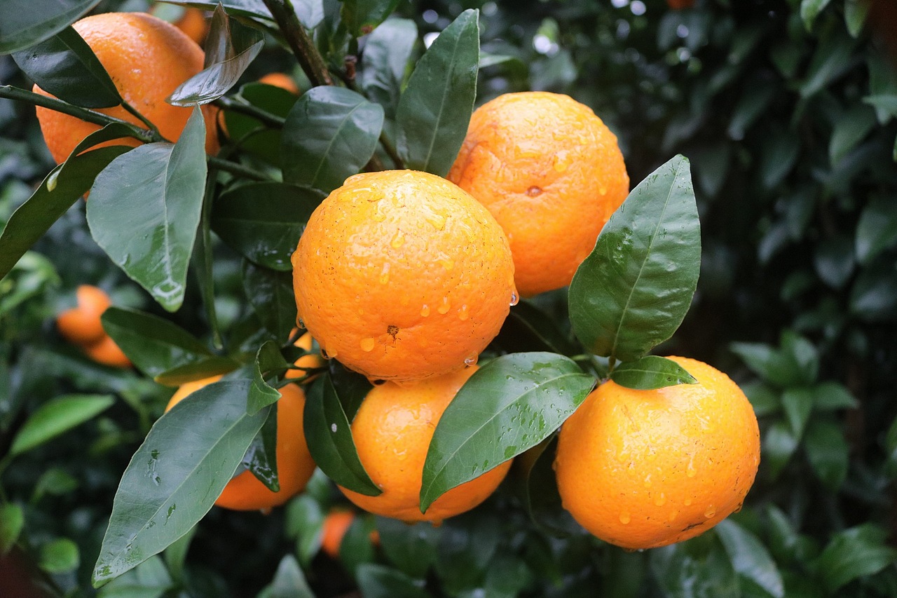 武鸣沃柑 老男人果品