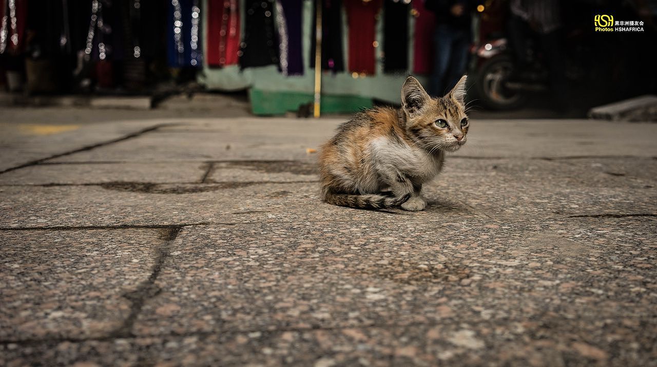 路边的小猫，