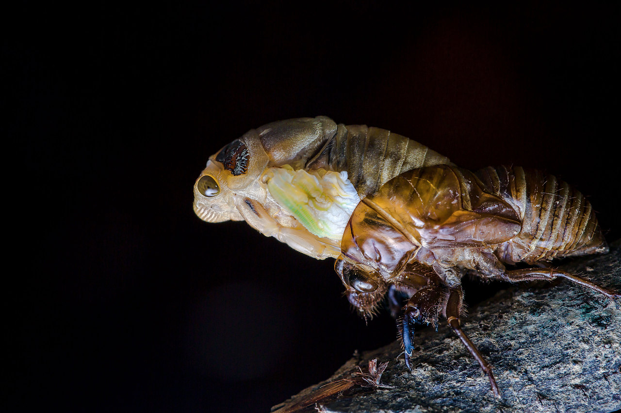 分享醉鱼老师拍摄微距创作《蝉》