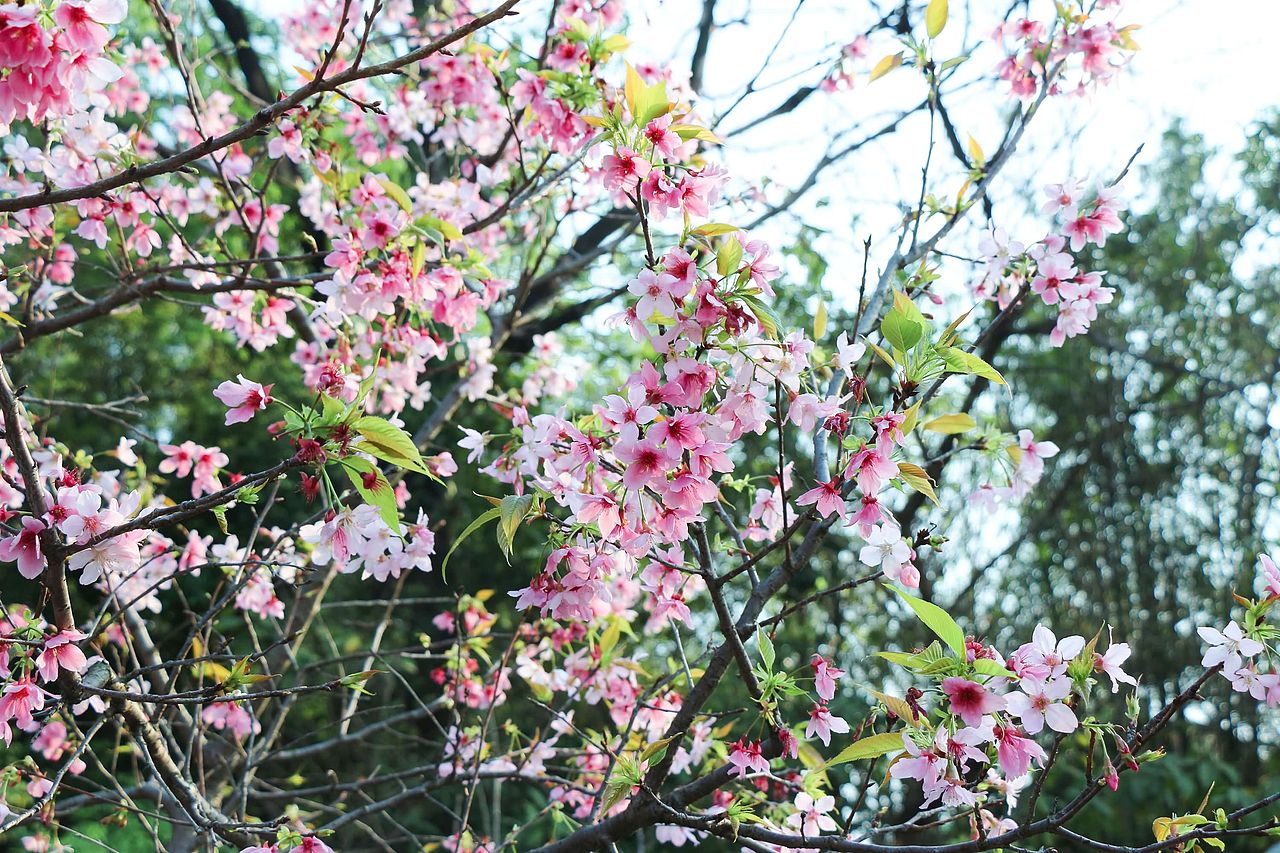 阳春三月在人海中赏花