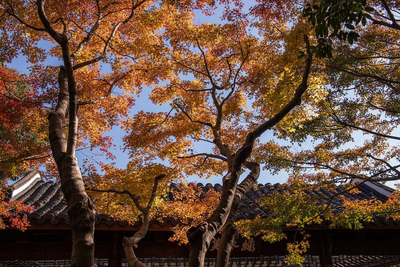 秋天的色彩（圖ZMzgxODczMDA0） - 風光攝影 - 站酷設計師游在外面的魚原創(chuàng)素材 - 站酷ZCOOL