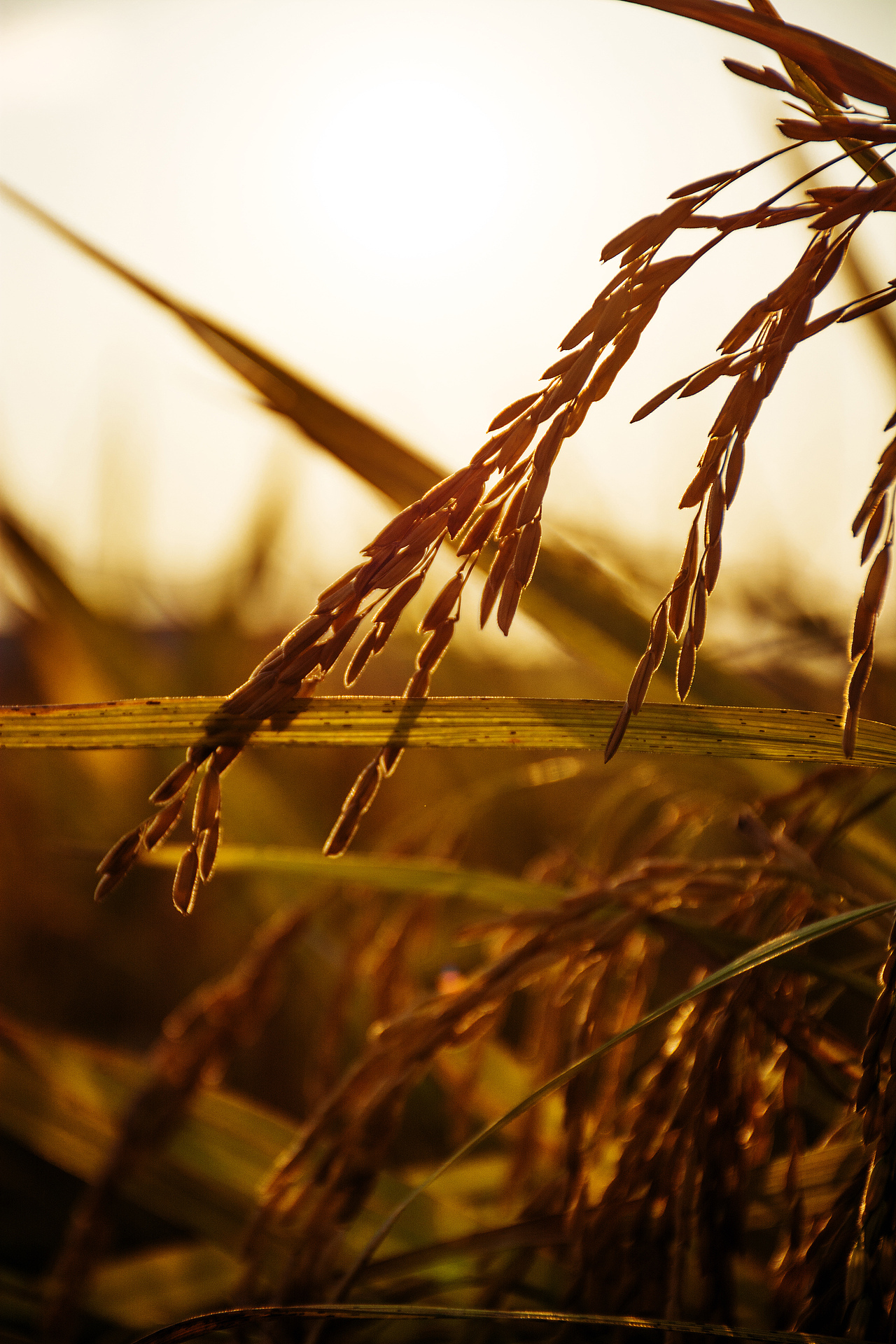 秋分（图ZNjA0NDc5NDQ=） - 风光摄影 - 站酷设计师董董Dgl原创素材 - 站酷ZCOOL