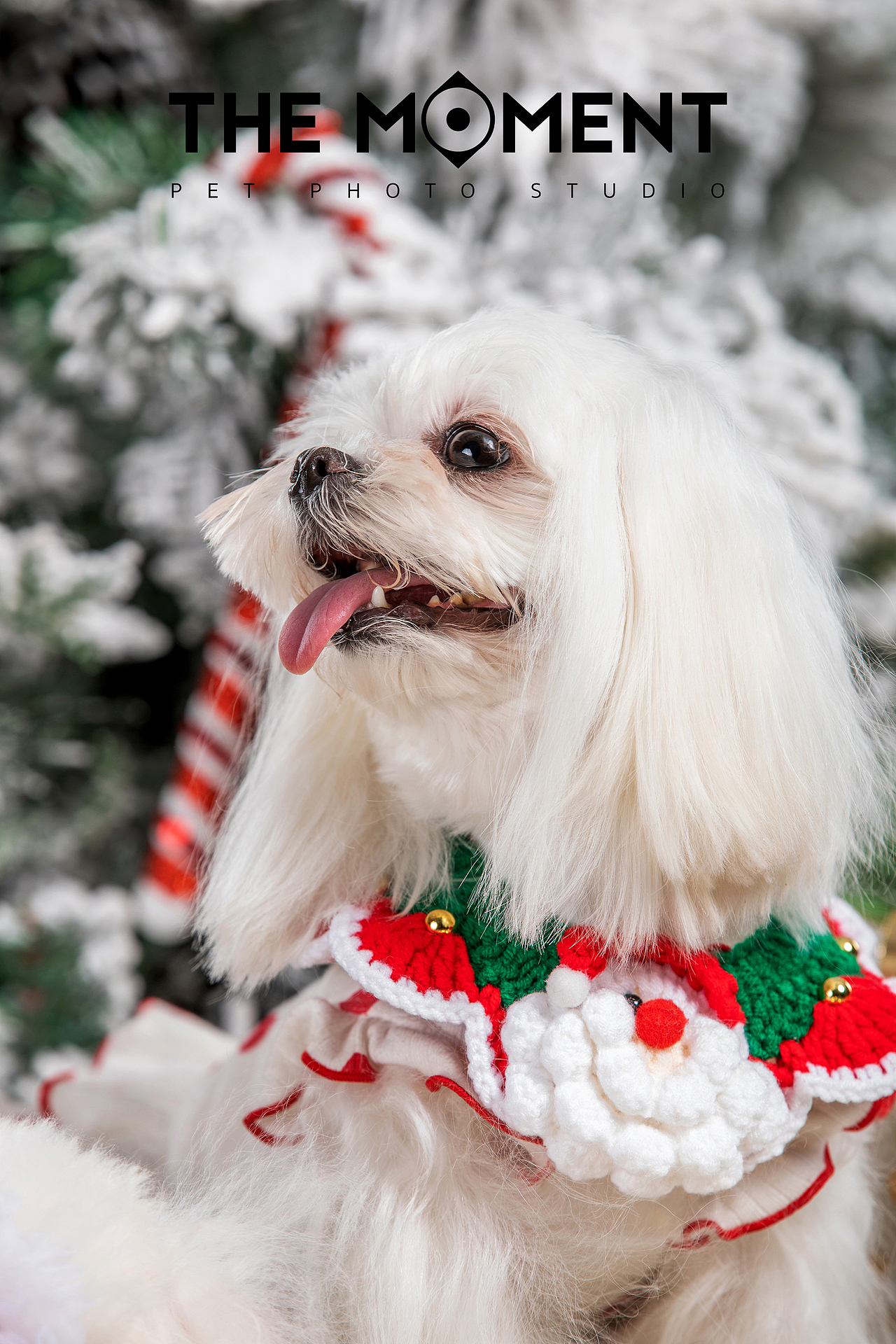 宠物摄影 圣诞