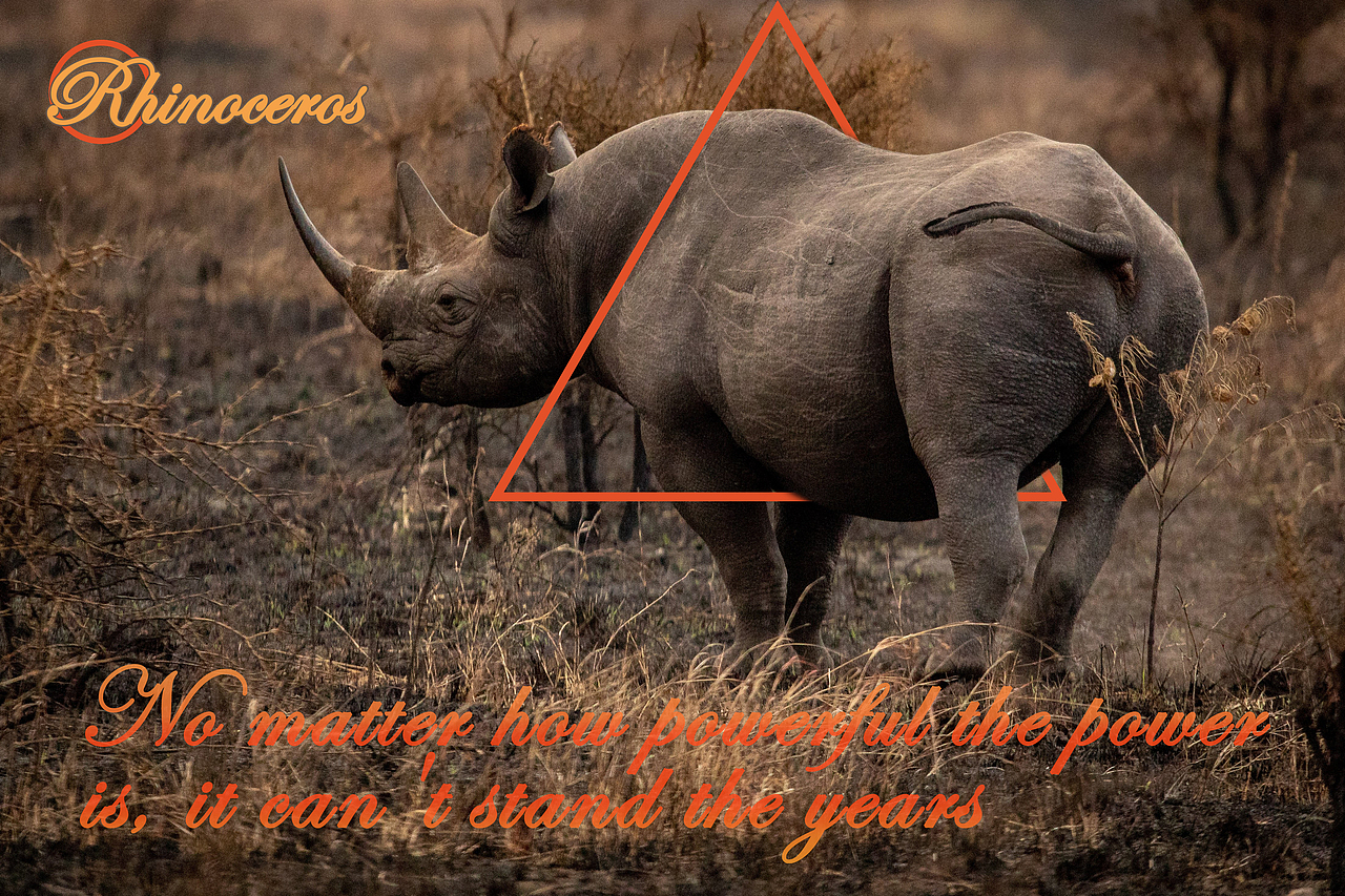 高级感动物世界