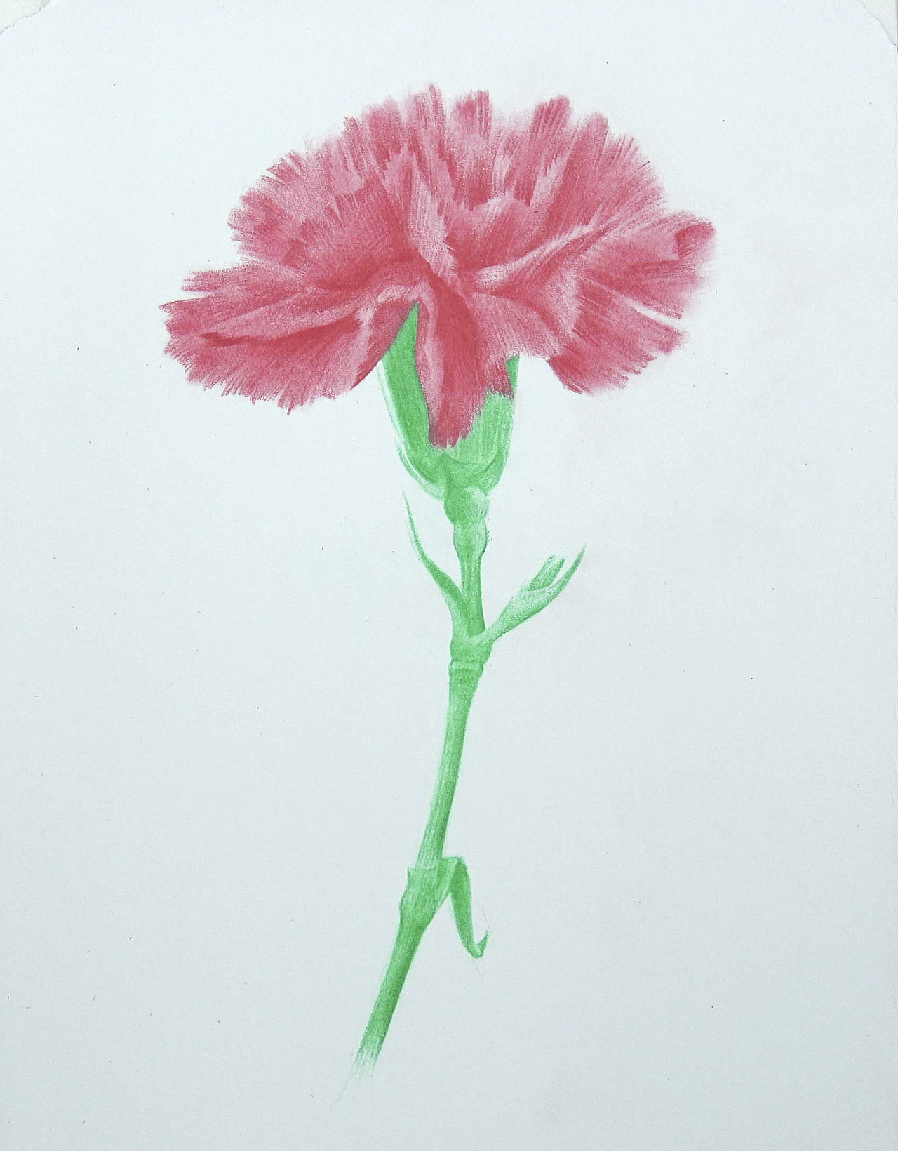 教你画彩铅花朵康乃馨示范全过程