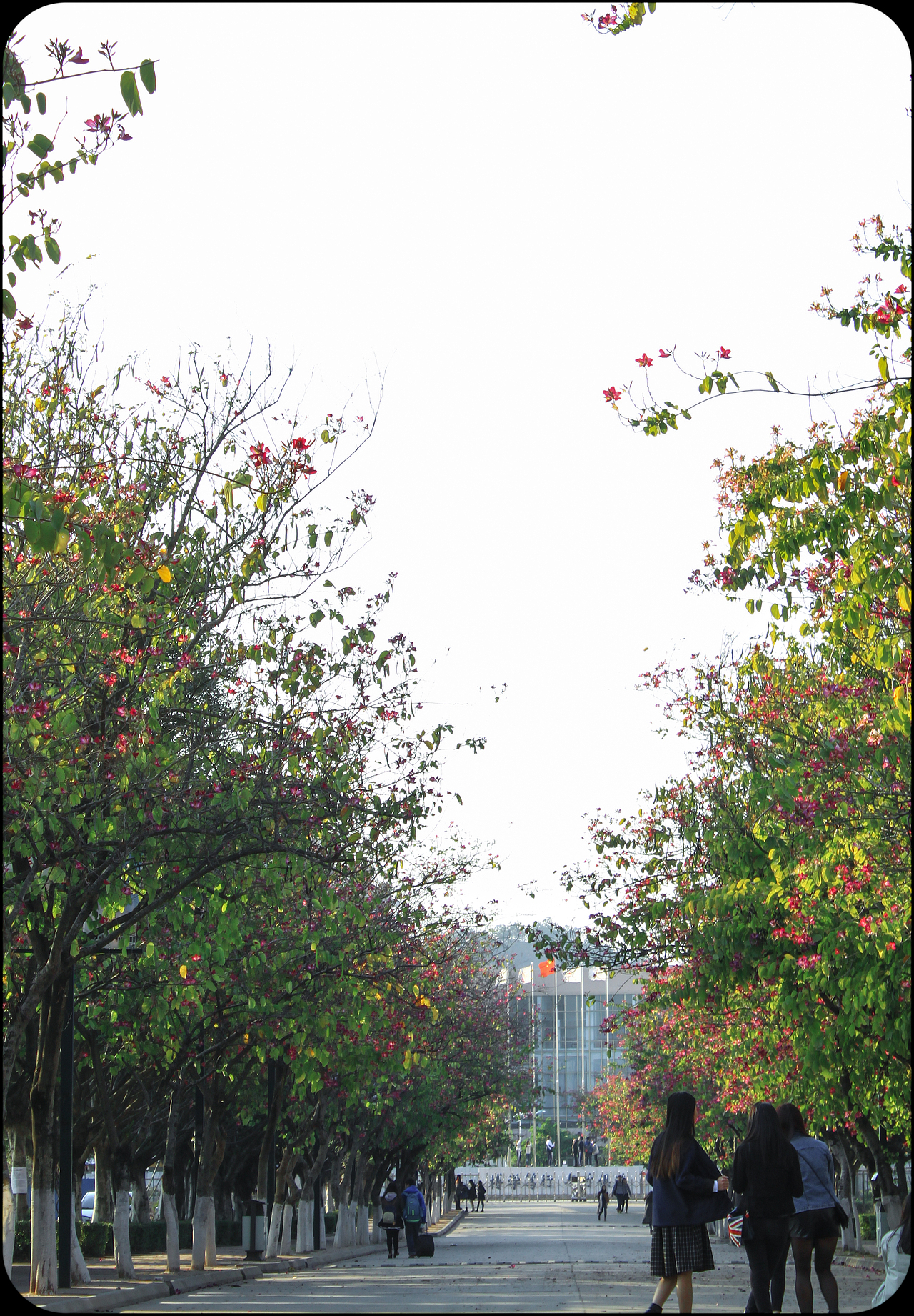 广州大学华软软件学院丝木棉盛开