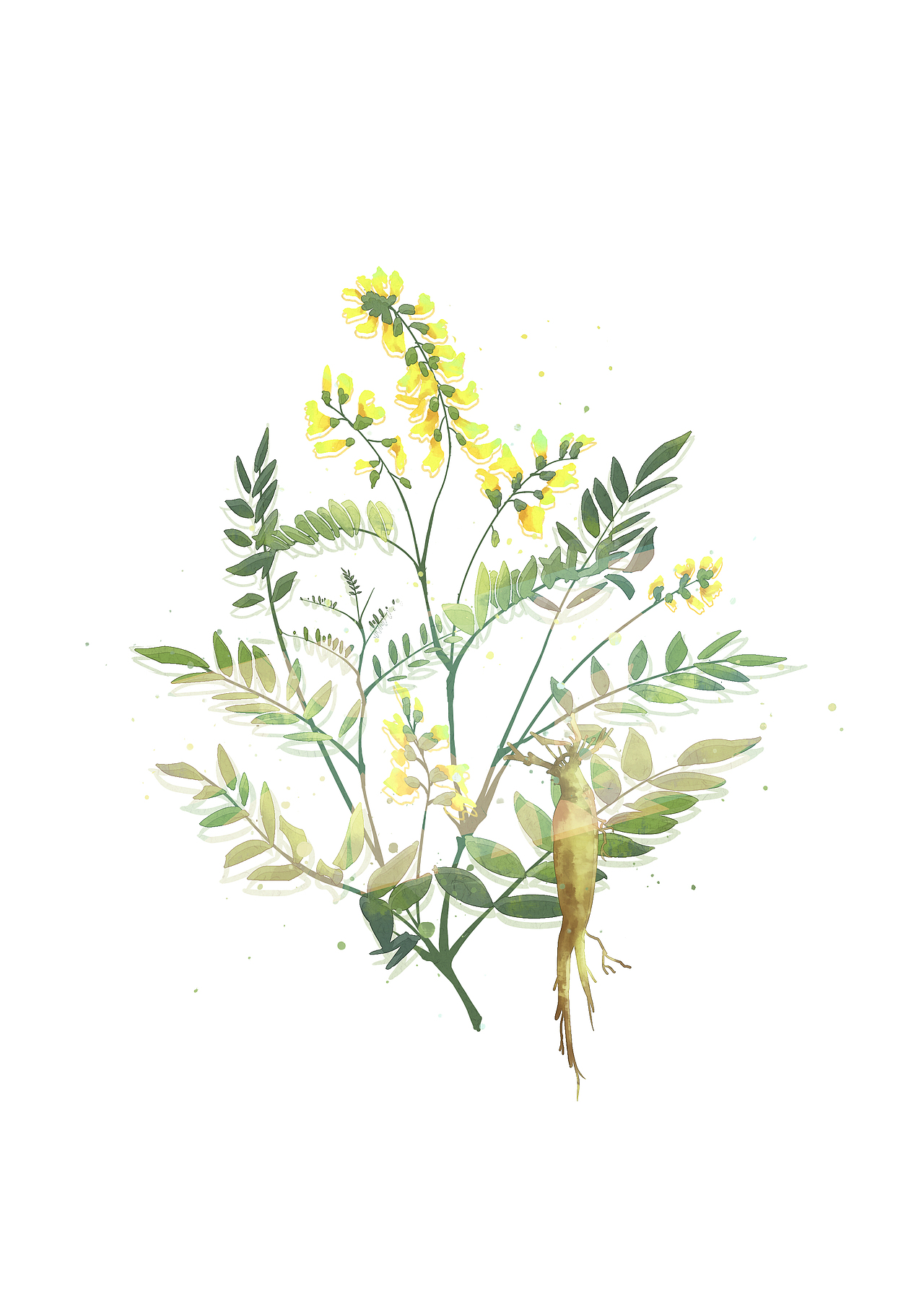 黄芪
