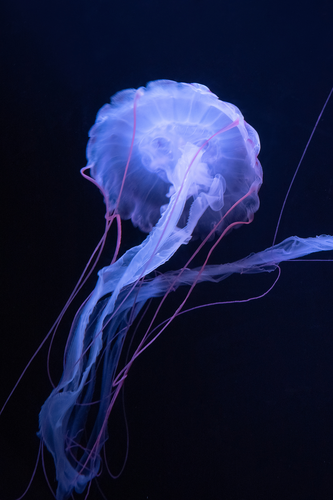 拍摄的一组水母