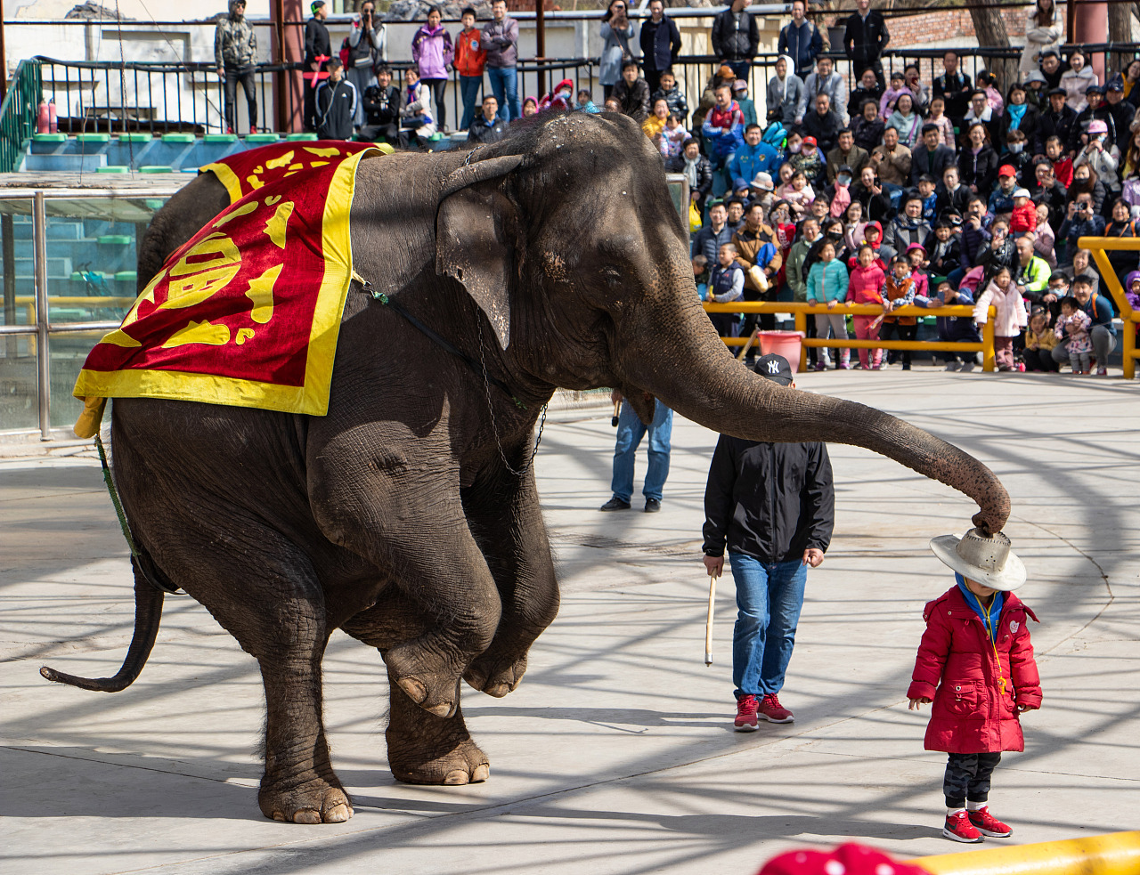 泰国大象表演|摄影|宠物摄影|陶路朋 - 原创作品 - 站酷 (zcool)