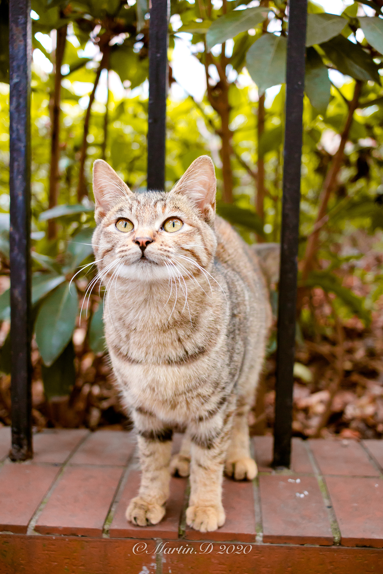 2020年第一只狸猫