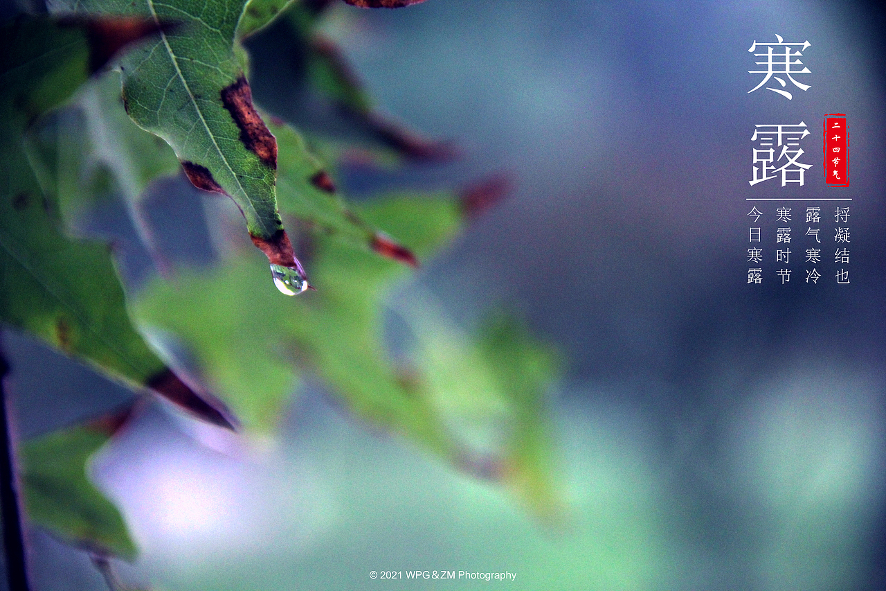 《 寒露 》