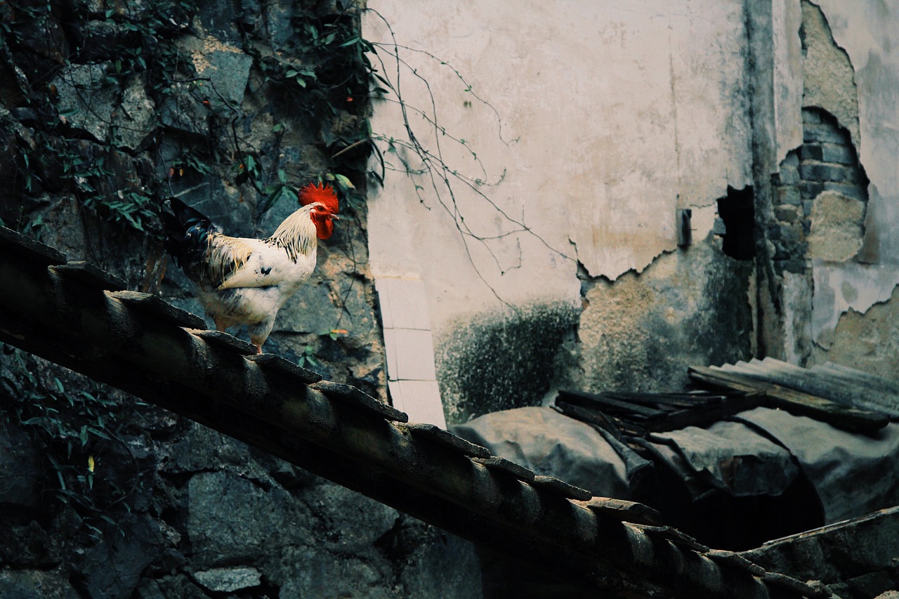 2015|徽州摄影“徽韵”