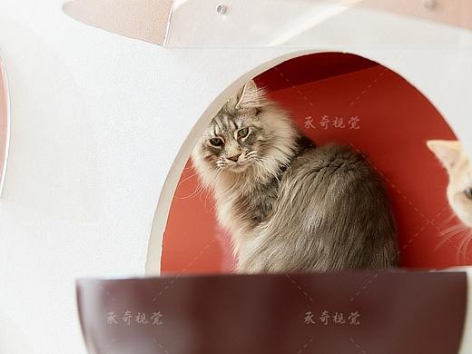 猫咖拍摄 | Ink cokkee X 承奇视觉