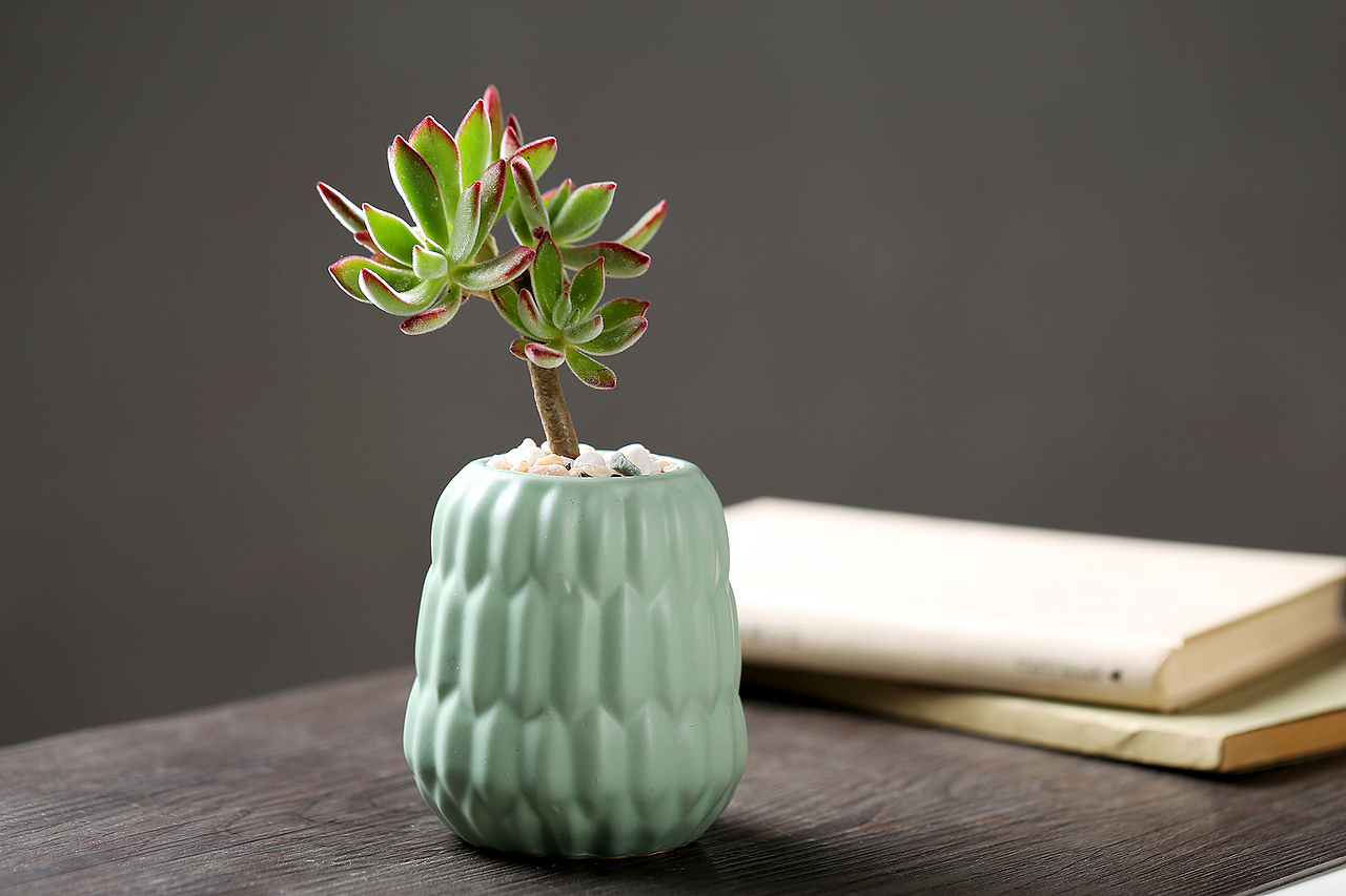 多肉植物 綠植 盆栽 錦晃星（圖ZNjg5Mjc3MzY=） - 產(chǎn)品攝影 - 站酷設(shè)計師niuniu18721原創(chuàng)素材 - 站酷ZCOOL