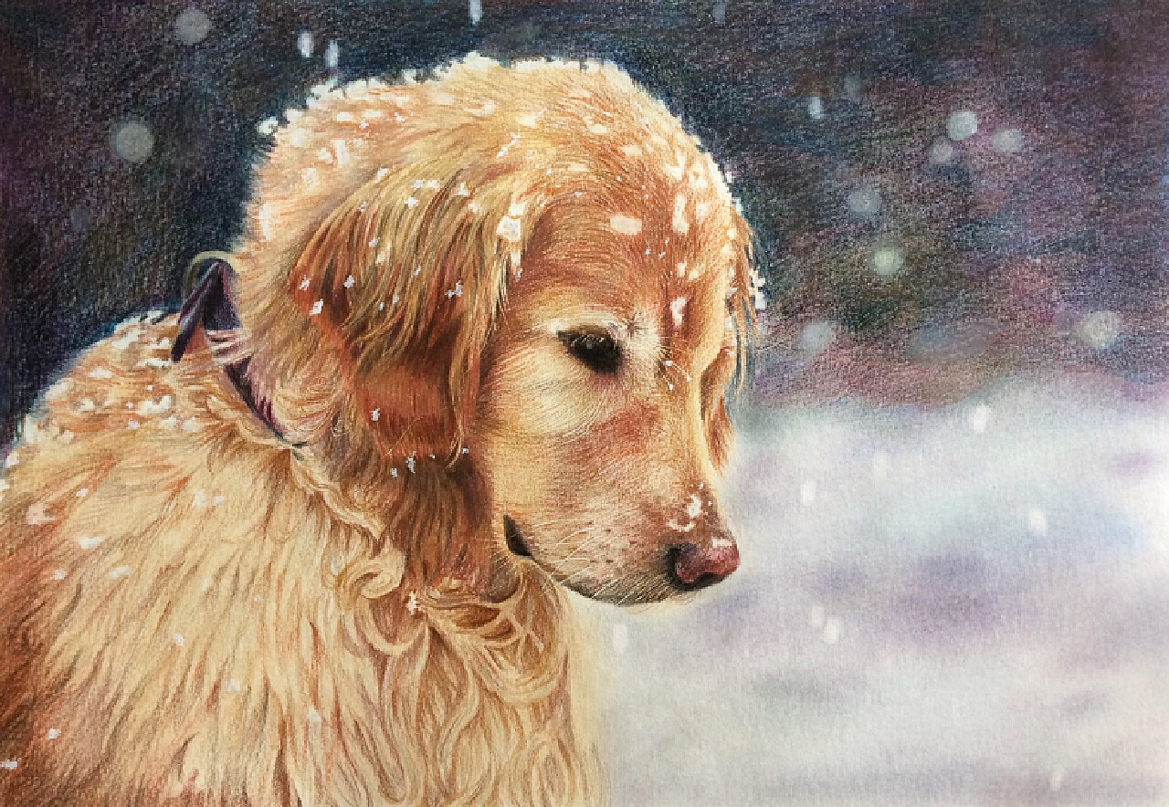 Bildet : vinter, valp, vær, årstid, virveldyr, snø hund, hund i snøen ...