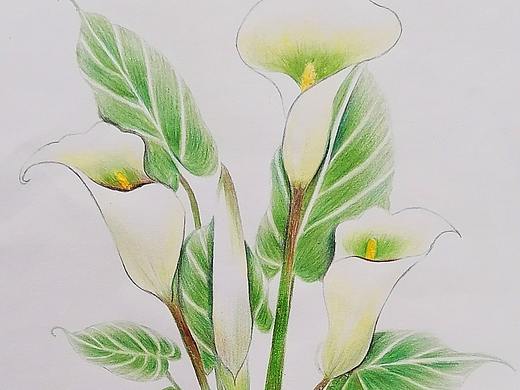 彩铅海芋