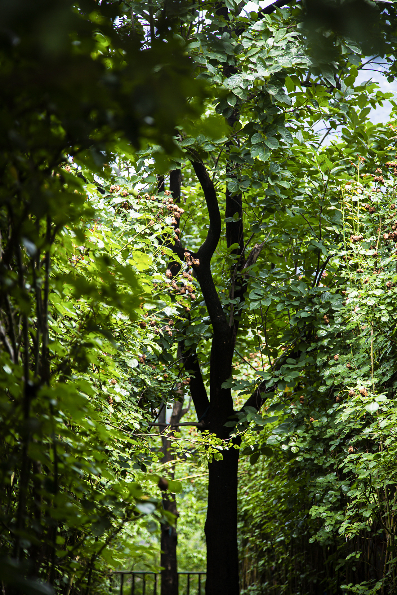 《山水》-盛夏（图ZMzEwMjgzODUy） - 风光摄影 - 站酷设计师寒塘Y原创素材 - 站酷ZCOOL