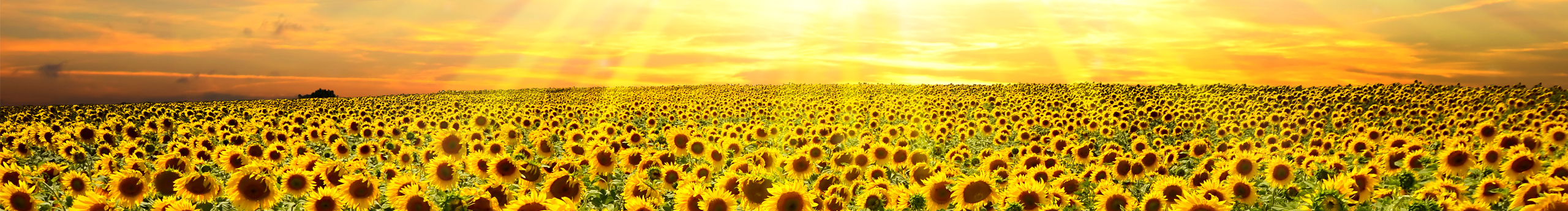 艾特五六设计的个人主页（封面预览） - 主页封面设置 - 站酷设计师艾特五六设计原创素材 - 站酷ZCOOL