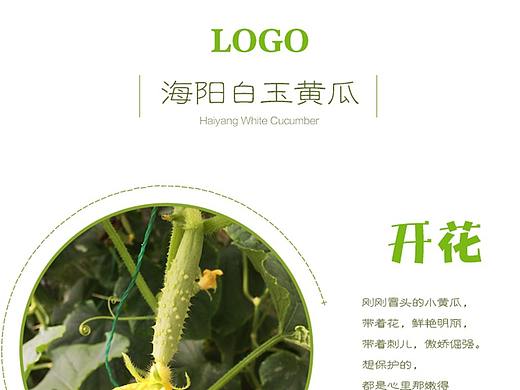 白玉黄瓜 电商详情页面