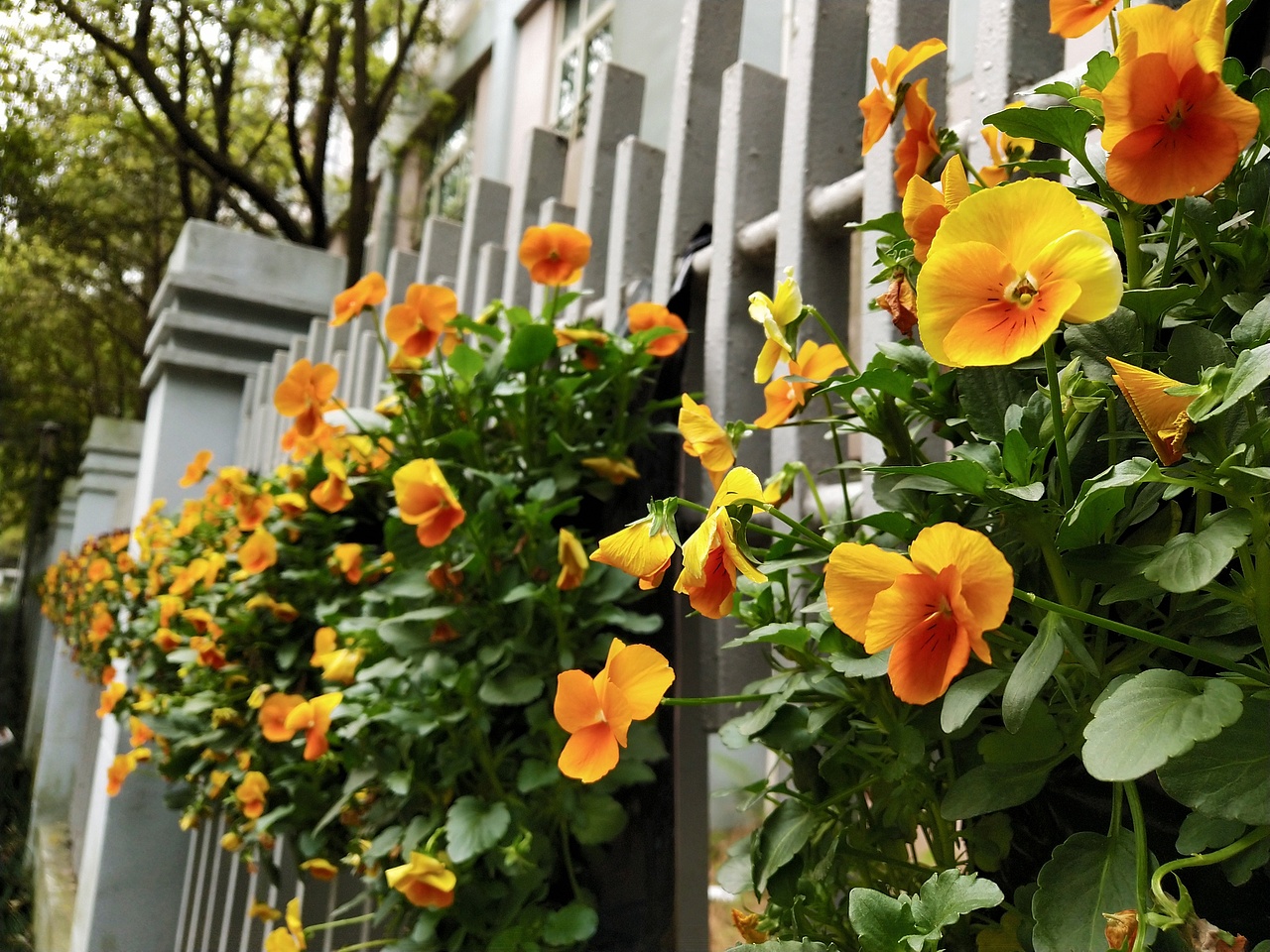 户外旅行田园小清新花草背景图