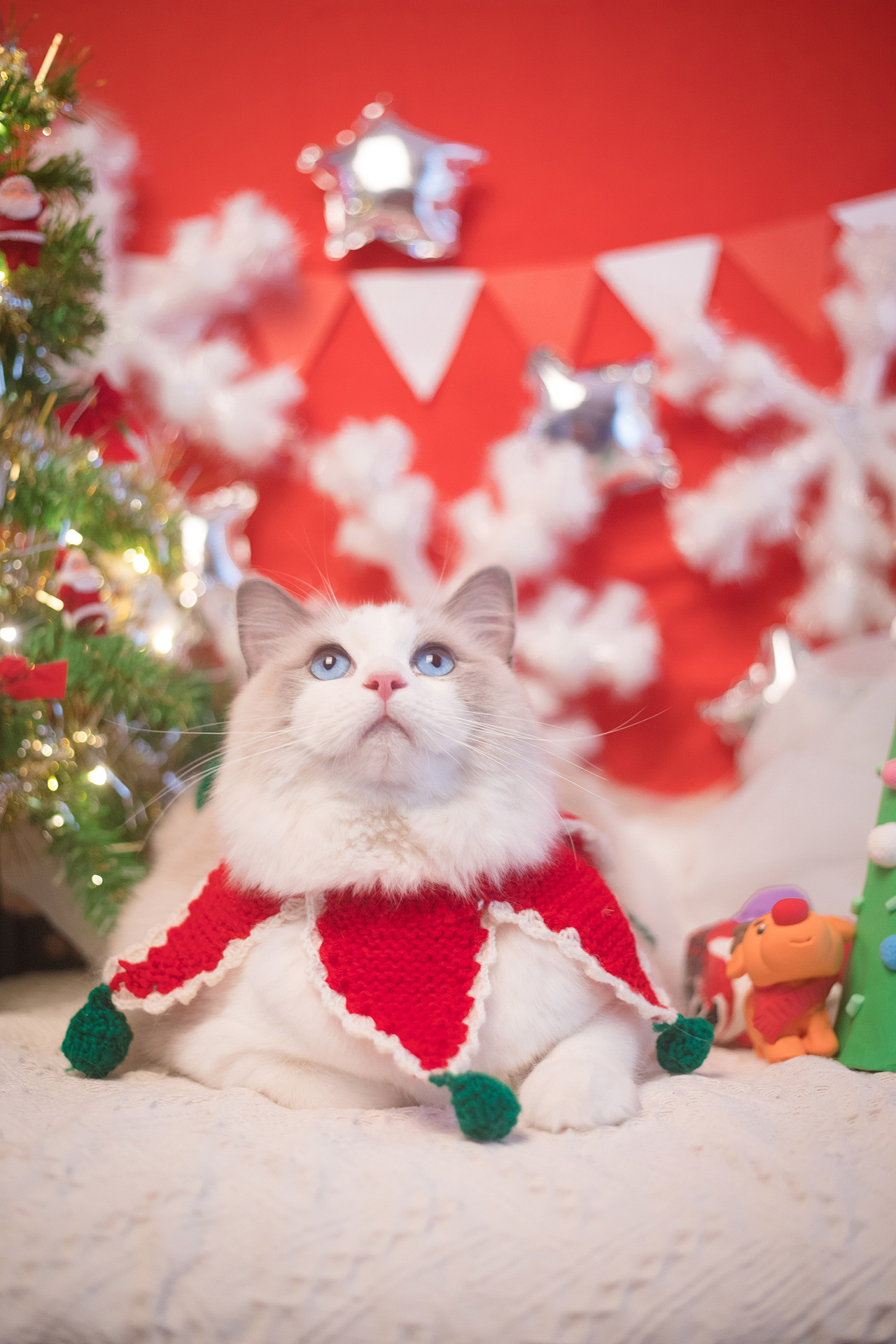 圣诞小火火（图ZMTAwODA1Mzcy） - 宠物摄影 - 站酷设计师懒惰的胡奇奇原创素材 - 站酷ZCOOL