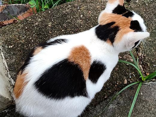 大熊貓（個(gè)人主頁(yè)-ZNTc1MzA1NTI=） - 其他平面 - 站酷設(shè)計(jì)師大雄貓?jiān)瓌?chuàng)素材 - 站酷ZCOOL