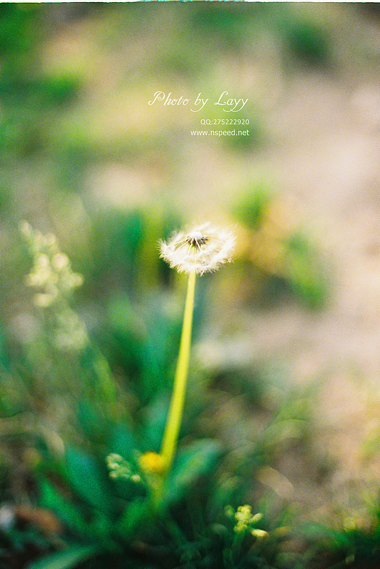 菲林《晨》 # layy的时光机 #