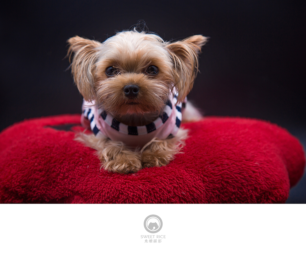 【吐舌菌小momo】呆萌小可爱（图ZNDc0ODAyODQ=） - 宠物摄影 - 站酷设计师挂糖原创素材 - 站酷ZCOOL