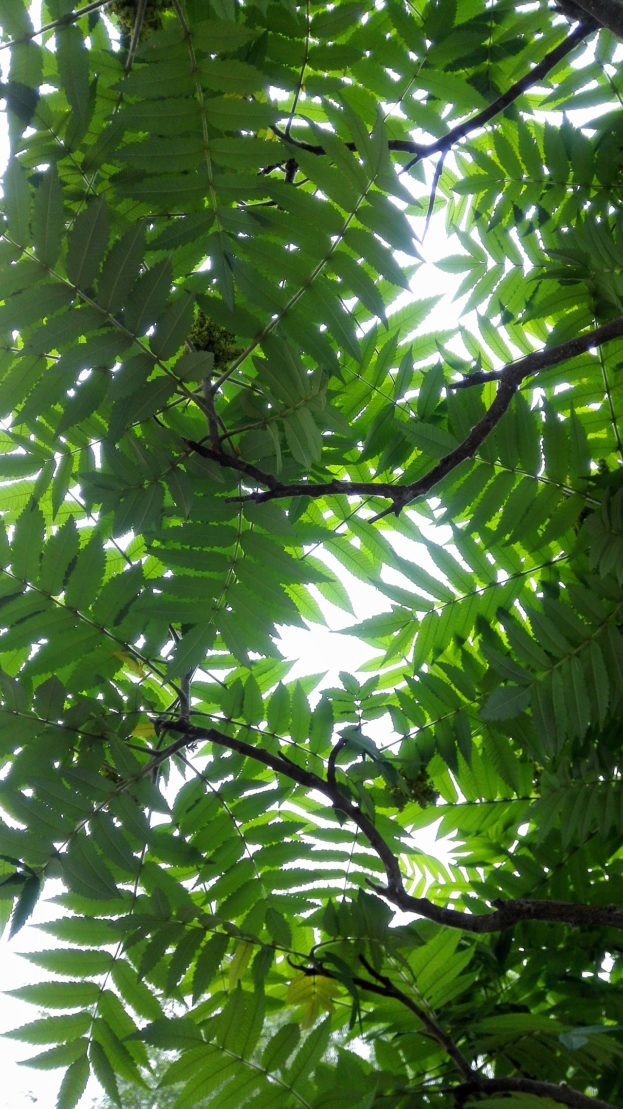 低头采蜜不闻他事,我这姿势难吧! 天,树,叶,人.