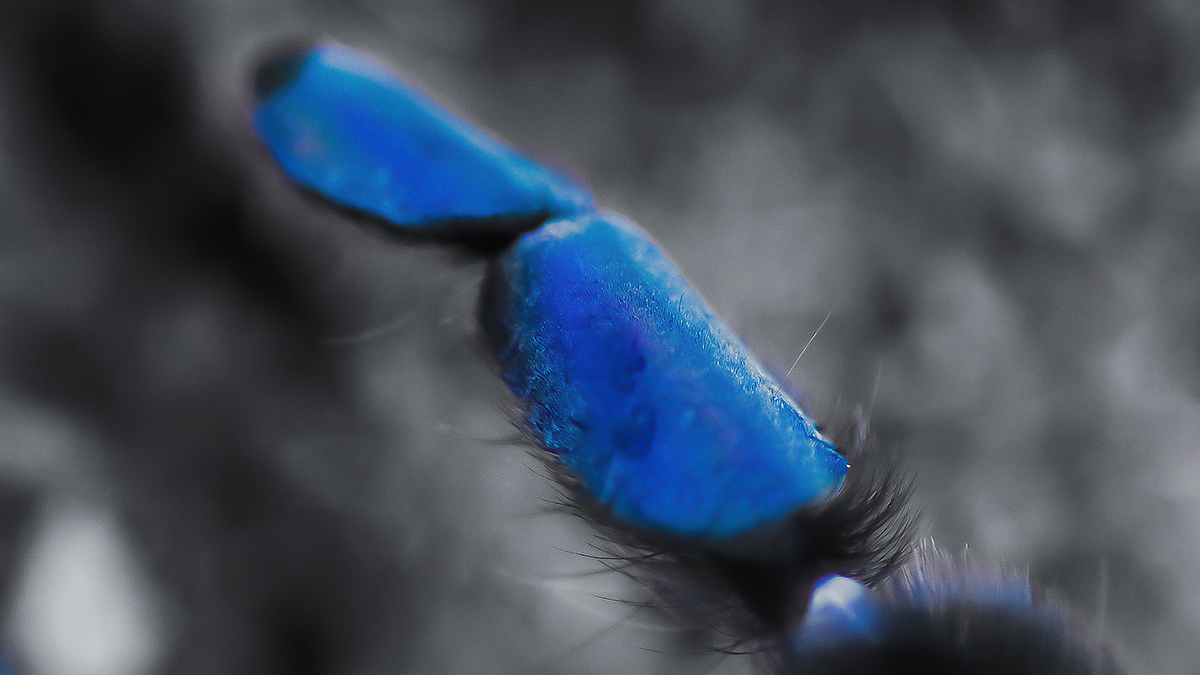 捕鸟蛛摄影（图ZMTY3NDU4ODYw） - 宠物摄影 - 站酷设计师游侠Lo原创素材 - 站酷ZCOOL