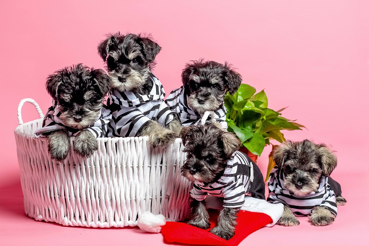 苏州哮天犬宠物摄影（图ZNjkxMzk4OTI=） - 宠物摄影 - 站酷设计师ray正文原创素材 - 站酷ZCOOL