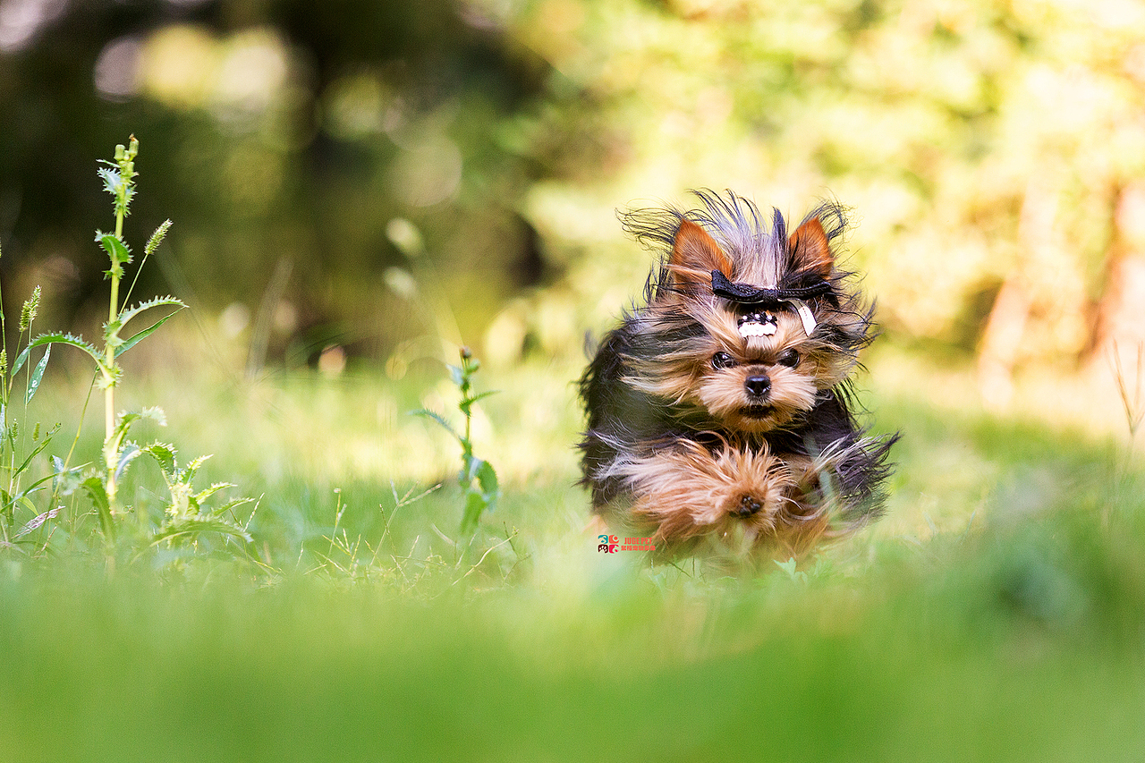 宠物摄影|约克夏