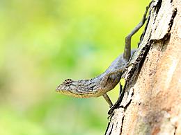 小动物微观摄影