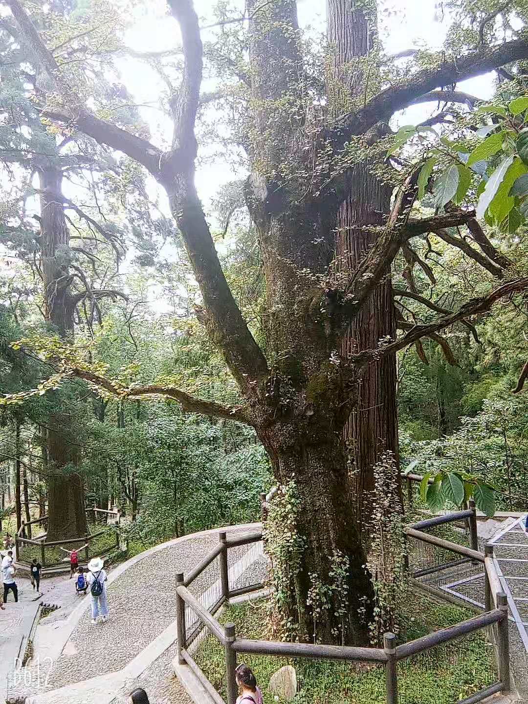 九江的三宝树
