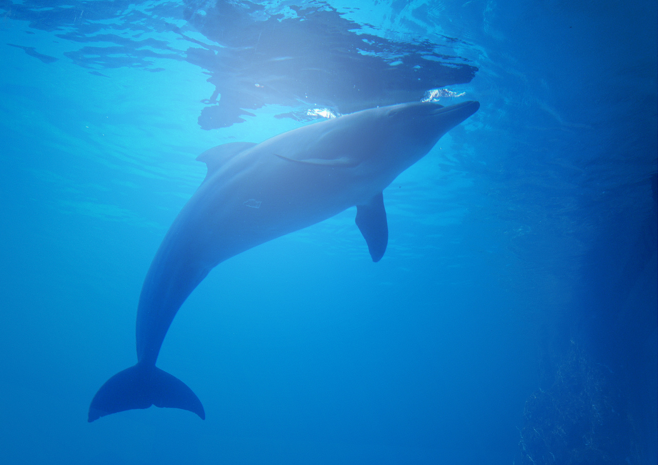 海洋和海豚素材-海洋和海豚图片-海洋和海豚素材图片下载-觅知网