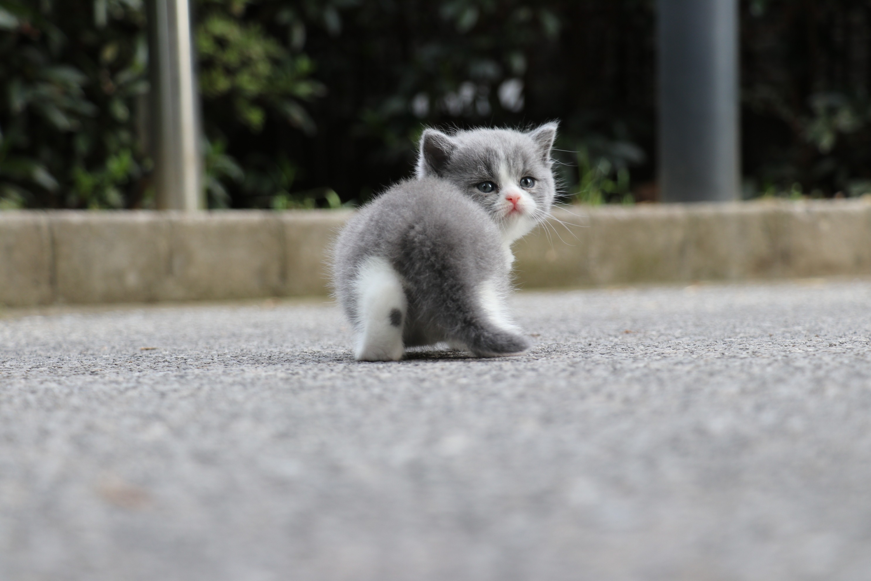 1.英短-蓝白-母(玲珑)