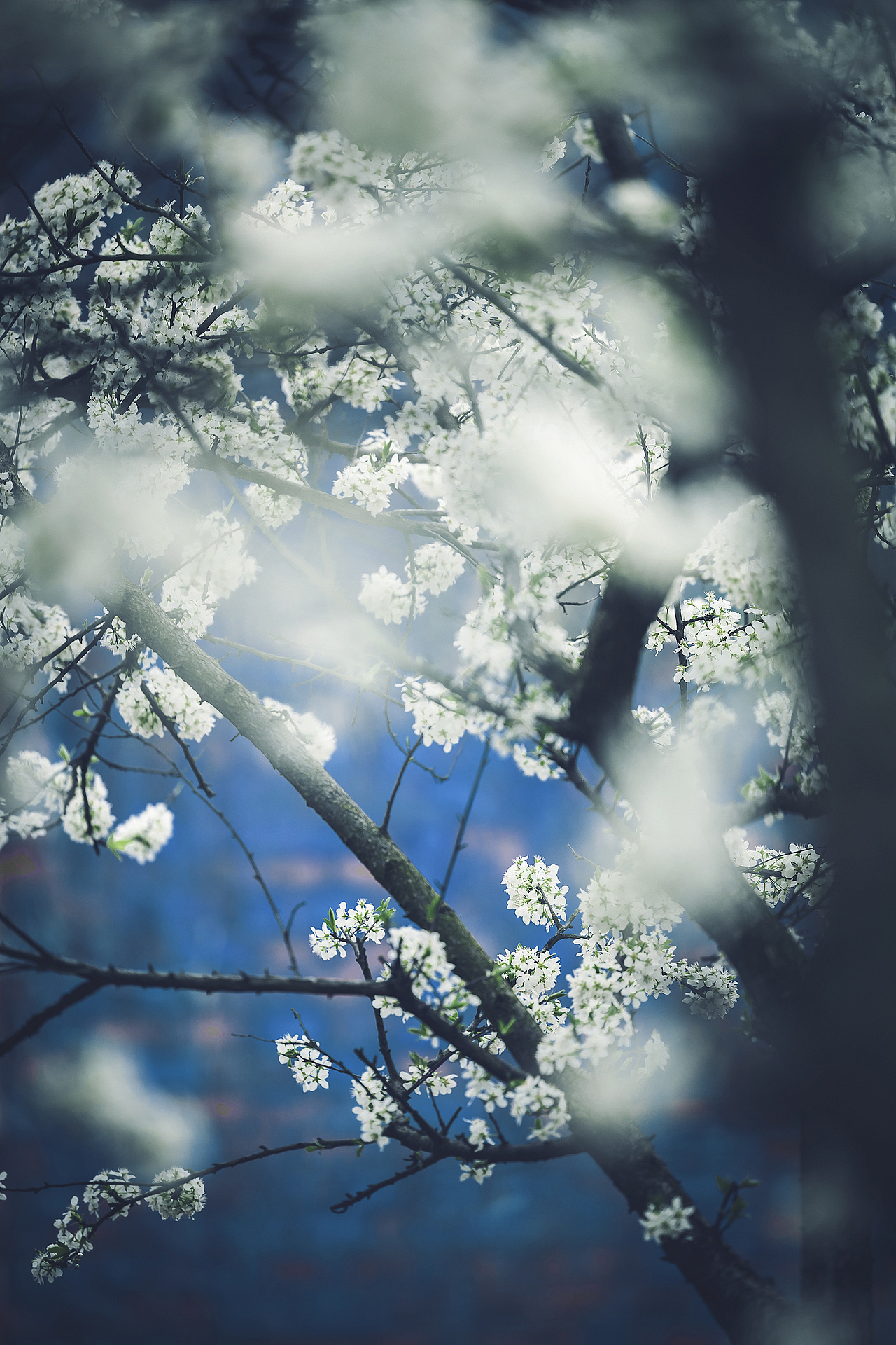 李花。枝缀霜葩白,无言笑晓风。