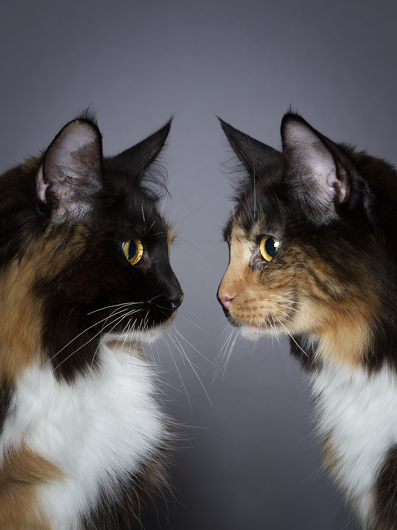 【宠物摄影】一些小猫咪