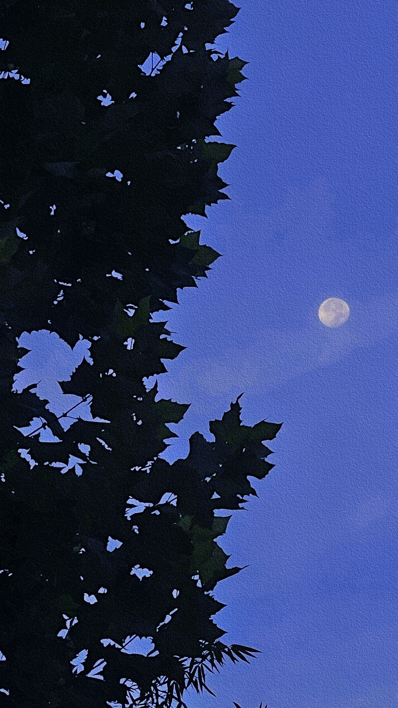 碎片3(手机摄影)