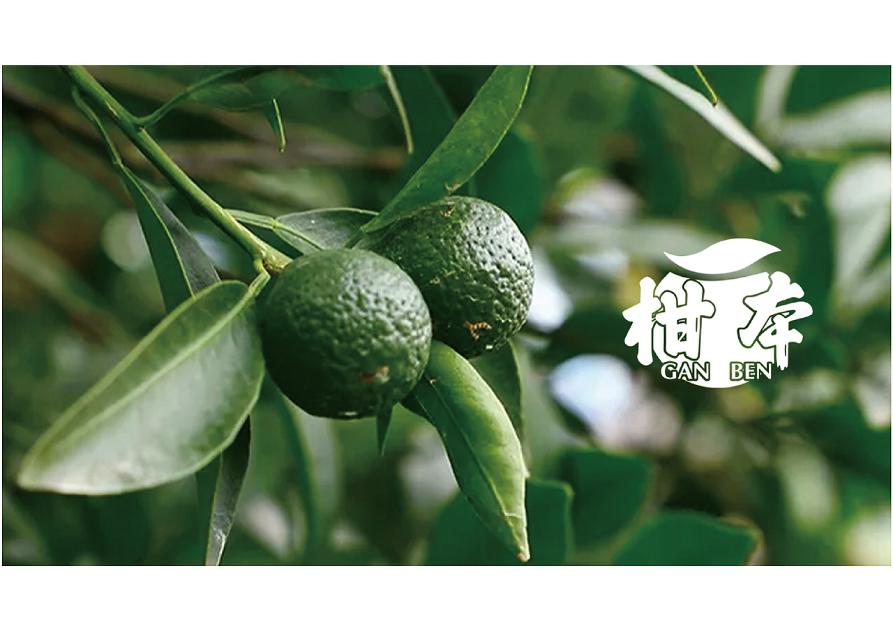茶枝柑品牌logo+VI