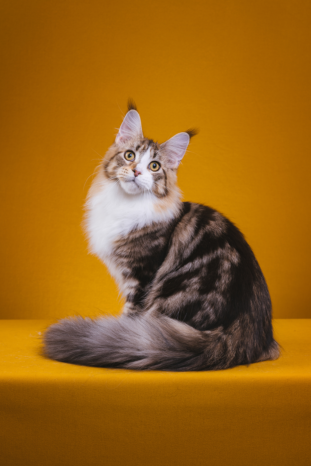 缅因库恩猫证件照（图ZMzAyMjU5OTcy） - 宠物摄影 - 站酷设计师克查原创素材 - 站酷ZCOOL