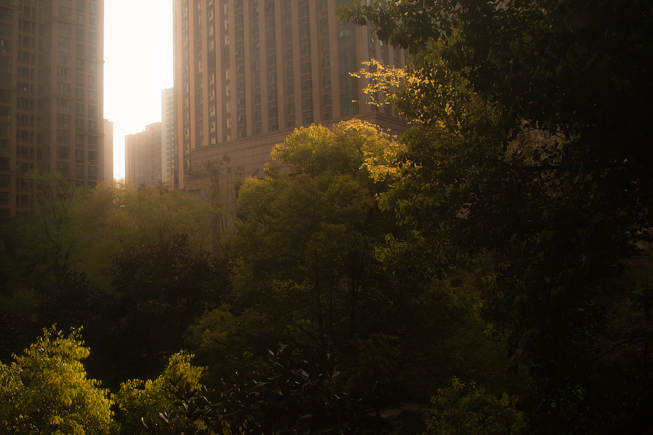 樱花盛开的季节🌸