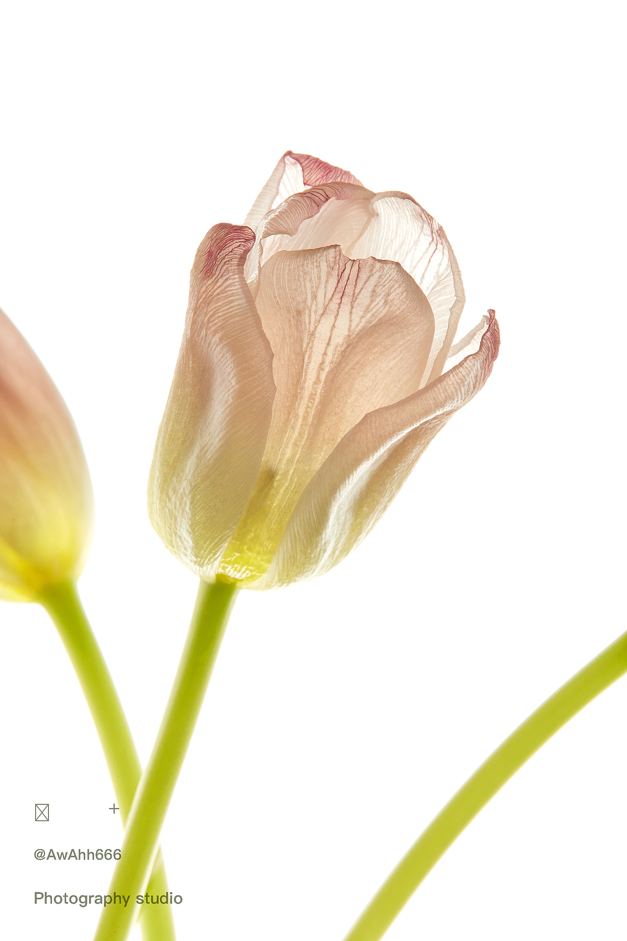 🌷|调性摄影 | AwA:)